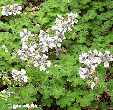 Geranium renardii